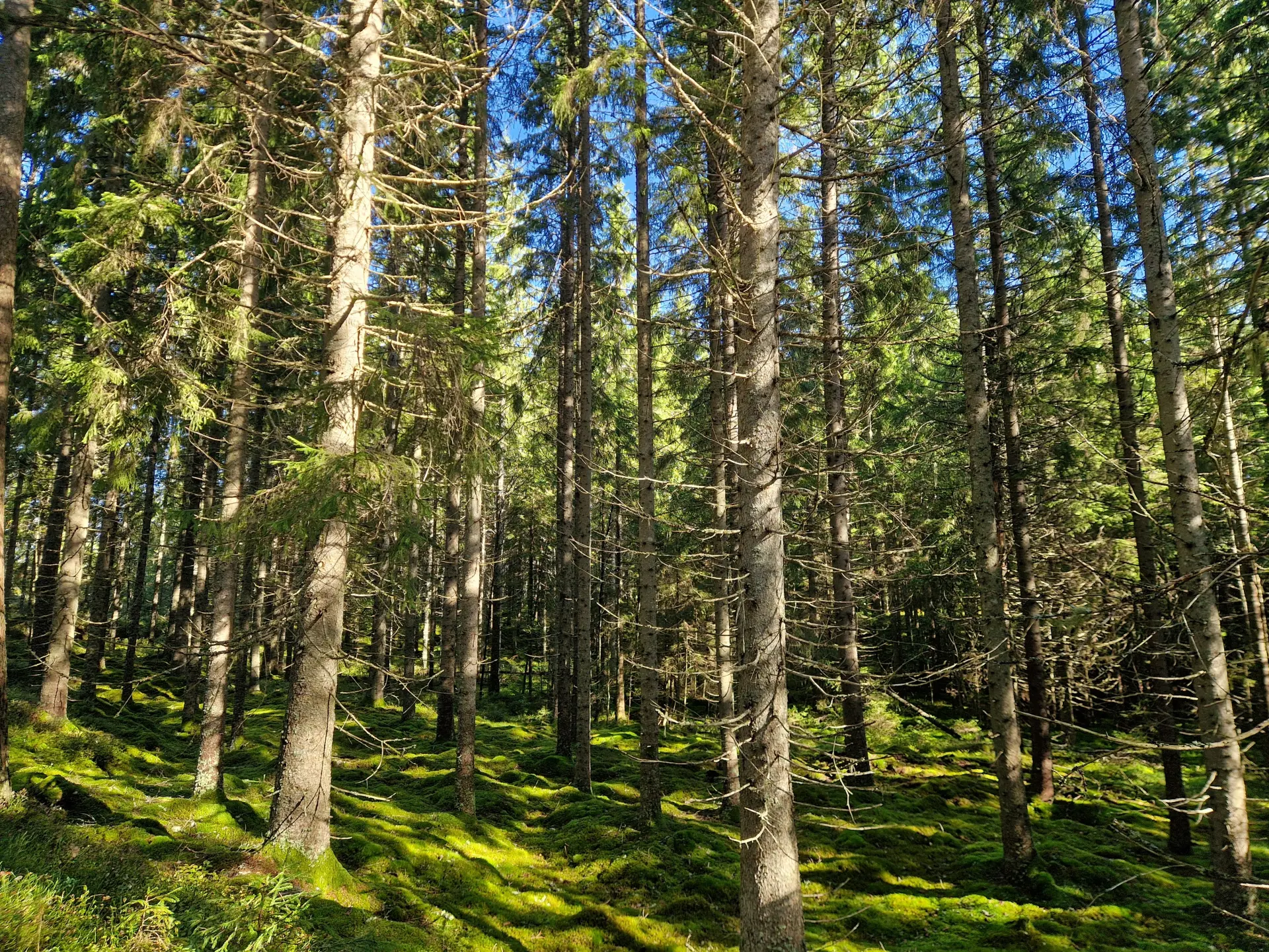 Bild 3 från Skånegårdar