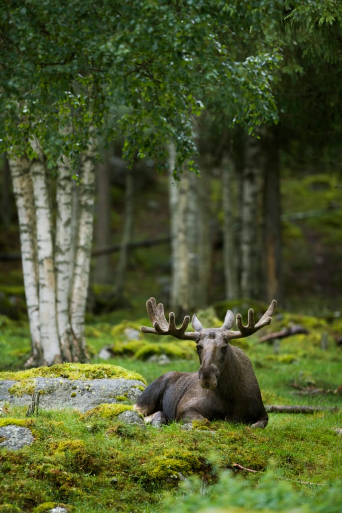 En liggande älg. mäklare skogsgård