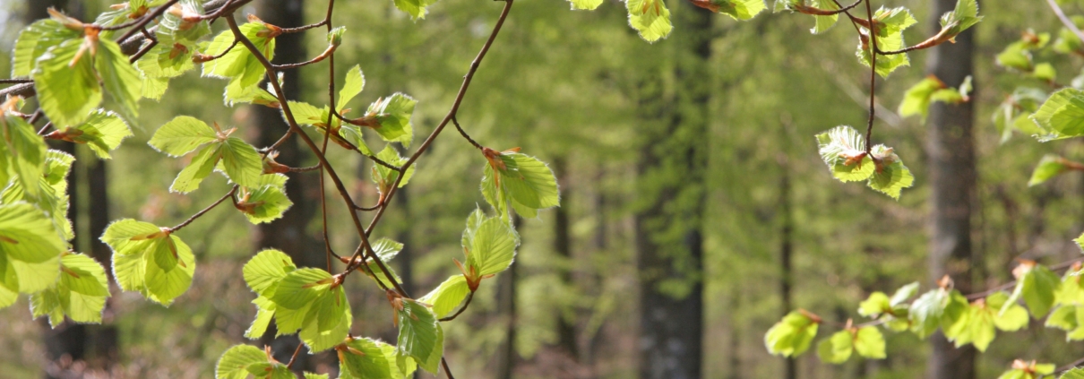 Skogen i politiken - ny utredning 3 Skog