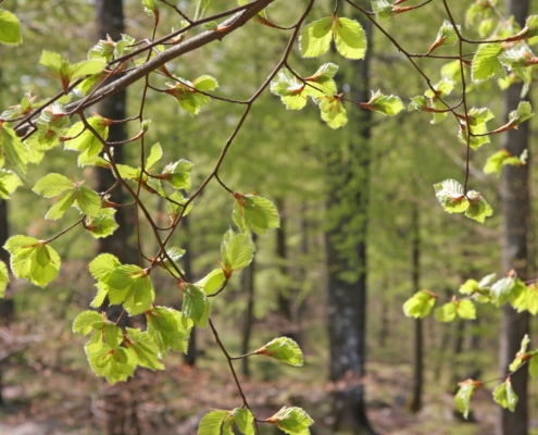 Skogen i politiken - ny utredning 3 Skog