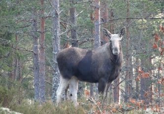 UPPVIDINGE LENHOVDA-NÖBBELE 2:26