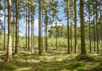 HÄSSLEHOLM BRUNNSHULT 1:11